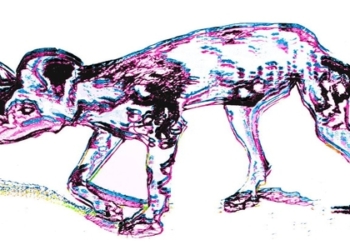 DogWillHunt – 8th June 2012