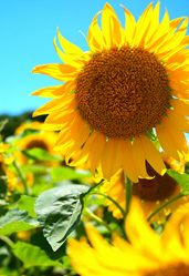 Sunflower Festival – 19th August 2012