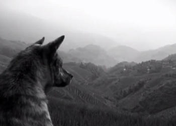 The Joy Formidable – Wolf’s Law