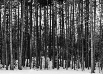 Lake Forest – Silver Skies