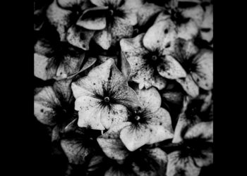 This Ship Argo – Always the Bees: Never the Honey