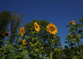 Sunflower Cottage Festival 2024 Header